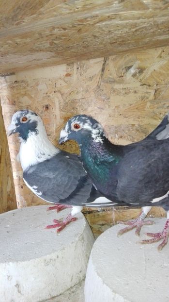 De vinzare 60lei - voiajori stil vechi