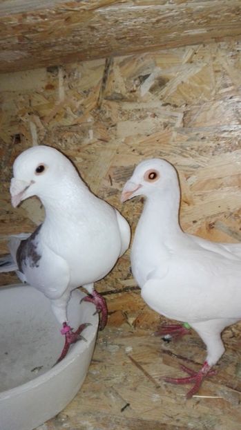  - voiajori stil vechi