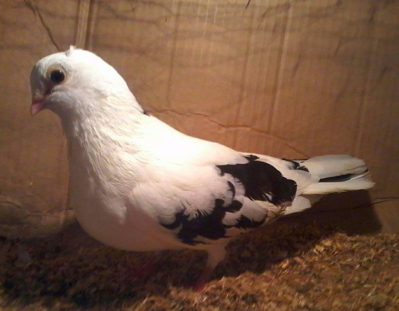 Din moriscari nezburata - Z-GALATENI CARE MI-AU APARTINUT