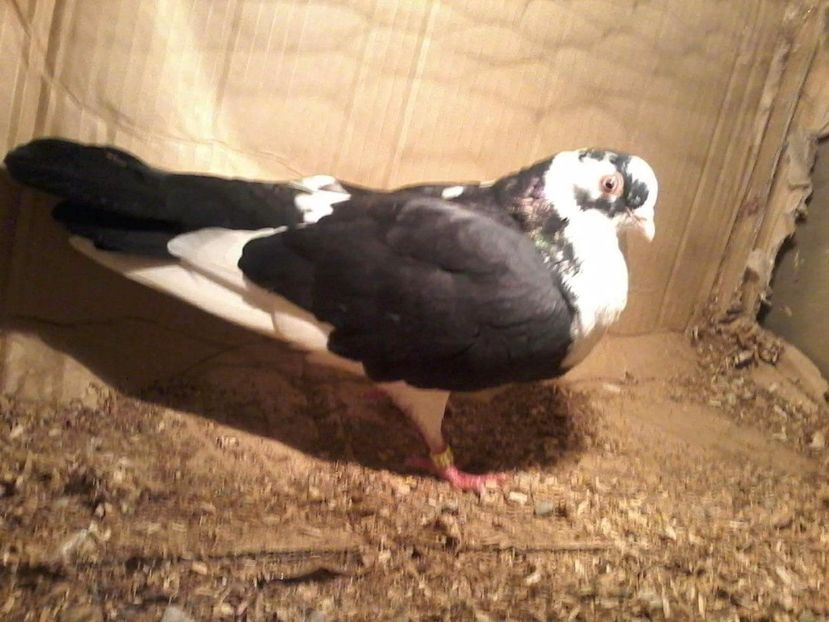 Căzător 2017 - Z-GALATENI CARE MI-AU APARTINUT