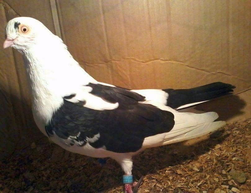 Din moriscari nezburat - Z-GALATENI CARE MI-AU APARTINUT