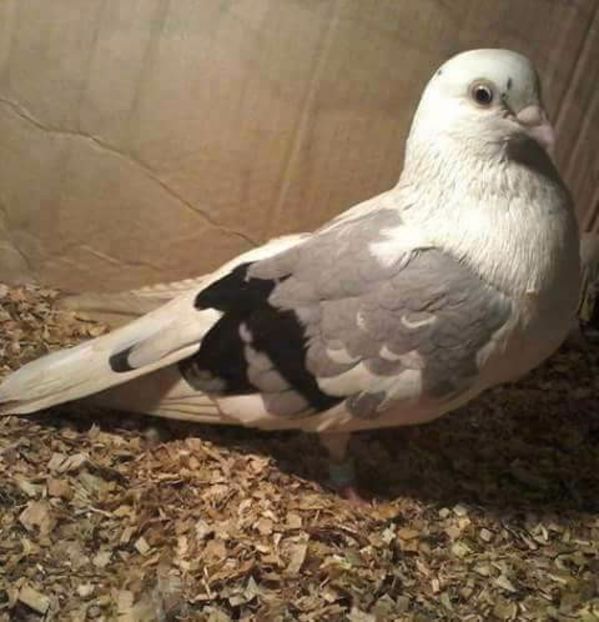 Moriscar - Z-GALATENI CARE MI-AU APARTINUT