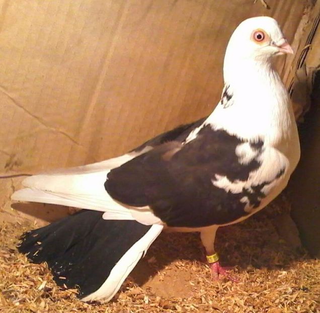 Moriscar 2017 - Z-GALATENI CARE MI-AU APARTINUT