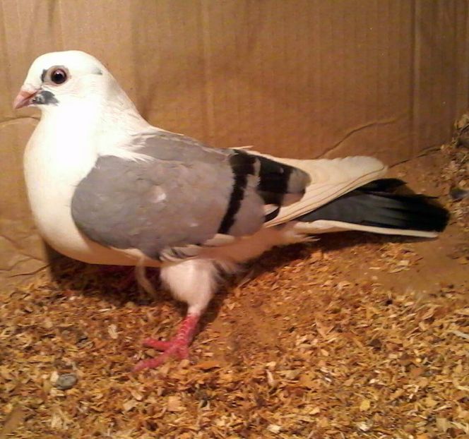 2017 zburata putin - Z-GALATENI CARE MI-AU APARTINUT