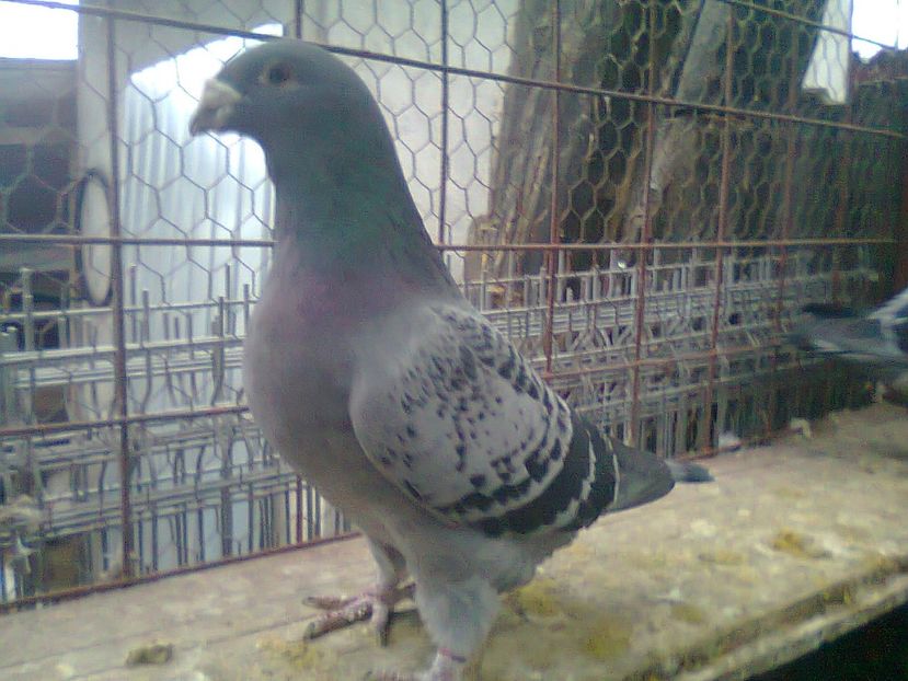 Fotografie1060 - Porumbei 2018 MASCULI