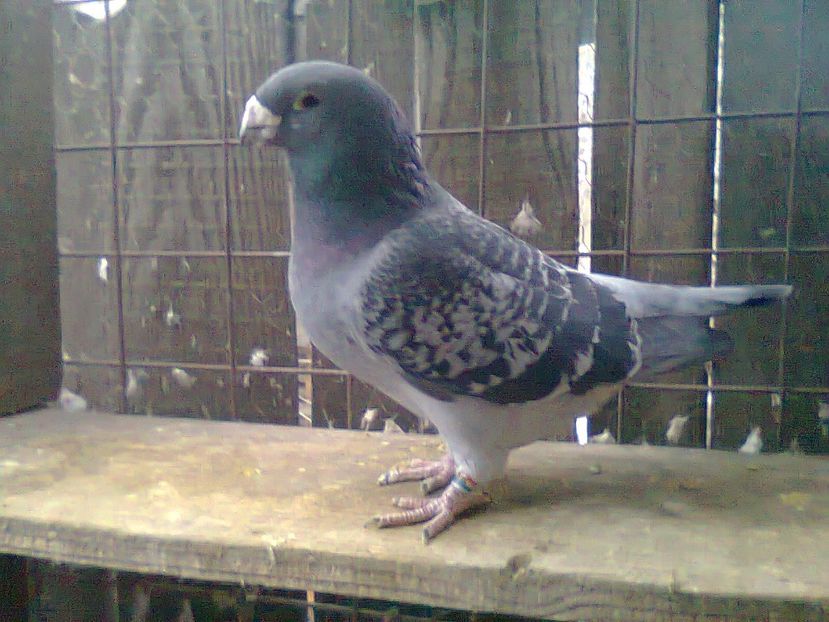 Fotografie1028 - Porumbei 2018 MASCULI