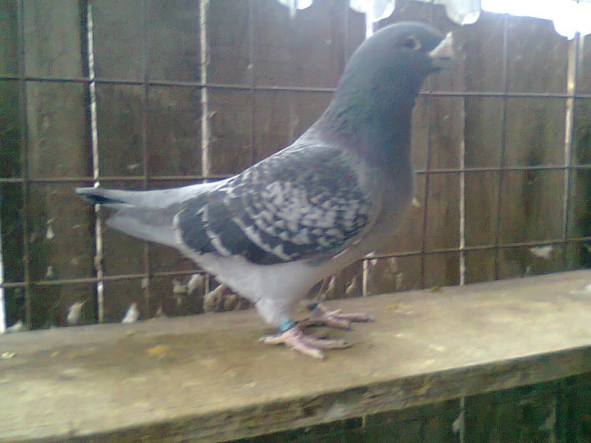 Fotografie1041 - Porumbei 2018 MASCULI