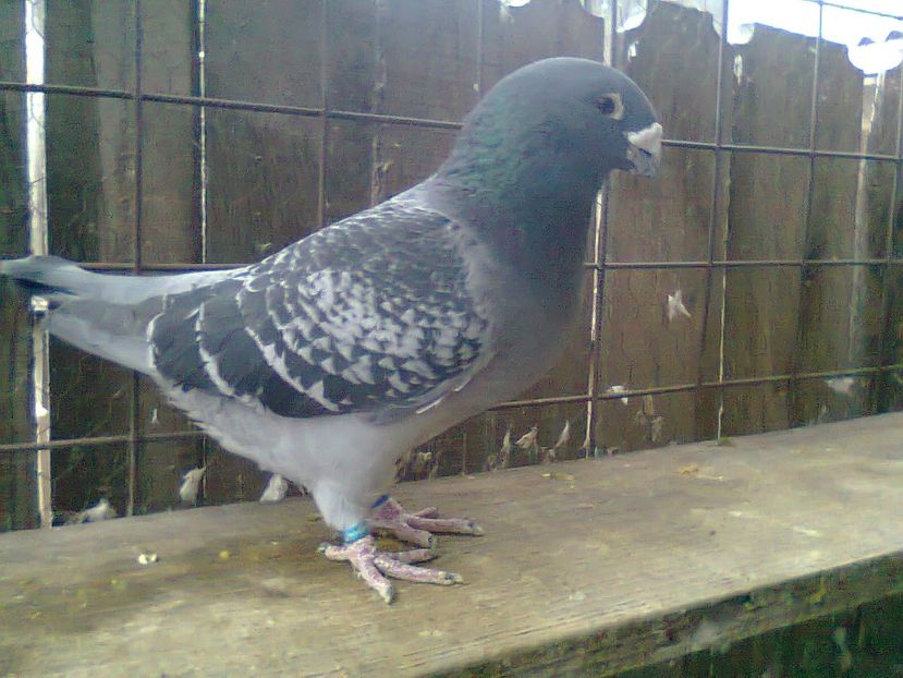 Fotografie1032 - Porumbei 2018 MASCULI