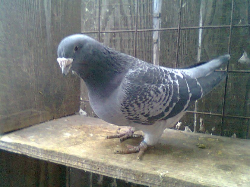 Fotografie0992 - Porumbei 2018 MASCULI