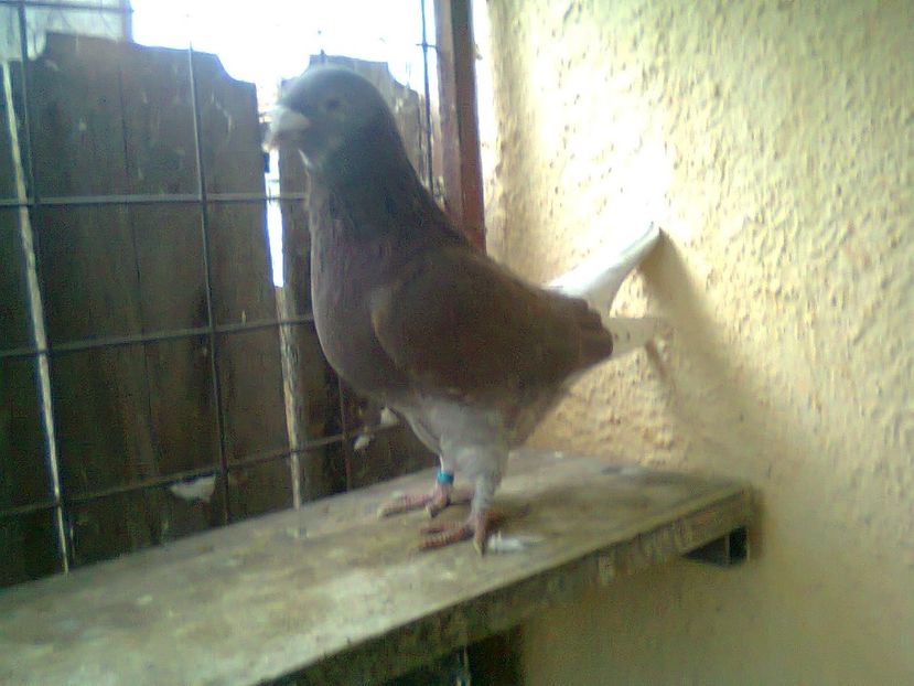 Fotografie0953 - Porumbei 2018 MASCULI