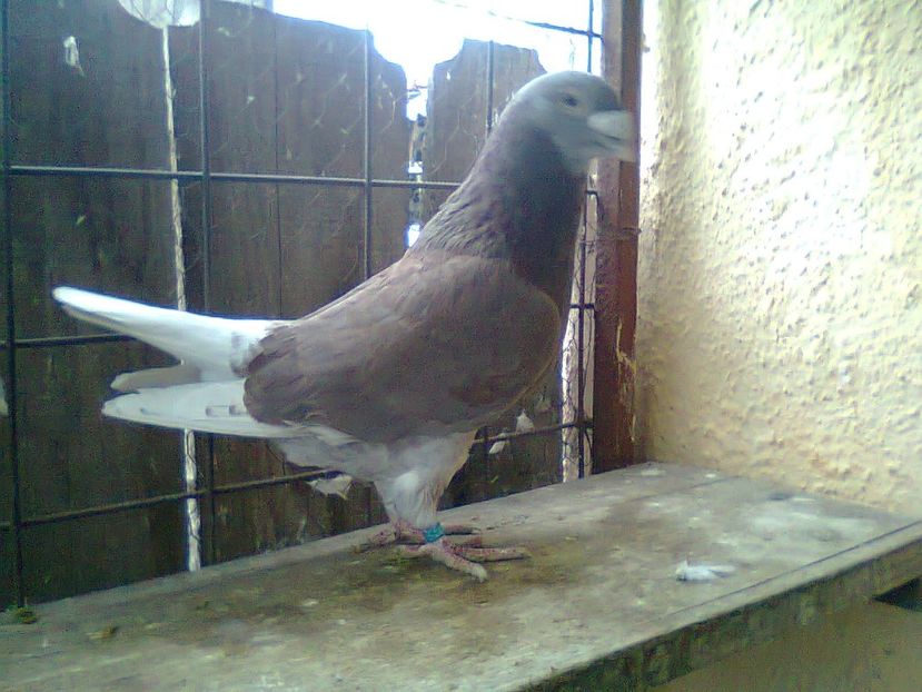 Fotografie0949 - Porumbei 2018 MASCULI