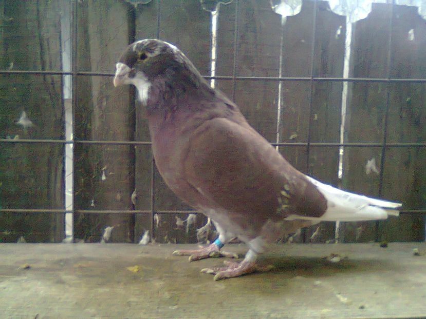 Fotografie0923 - Porumbei 2018 MASCULI