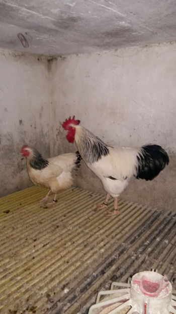 Sussex Herminat Deschis - 2018 Sussex