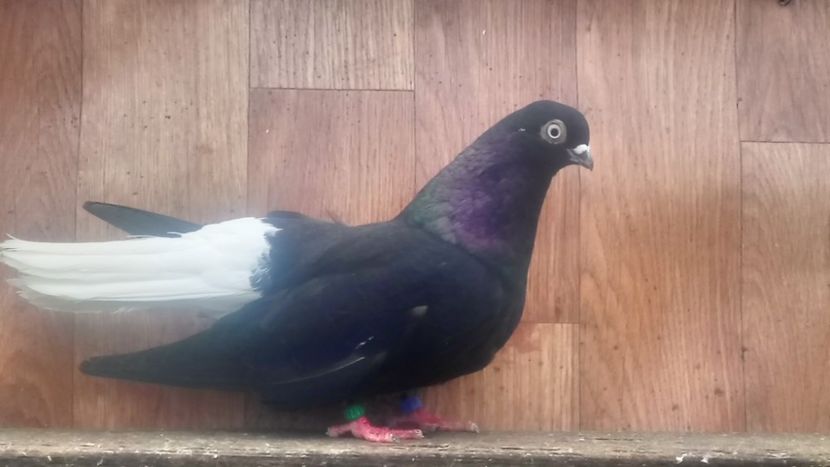  - De vânzare negri codalbi matcă 2018