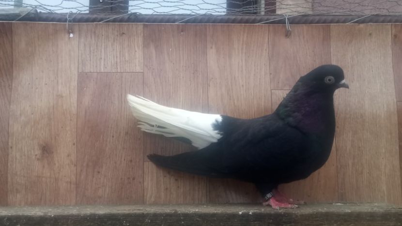  - De vânzare negri codalbi matcă 2018