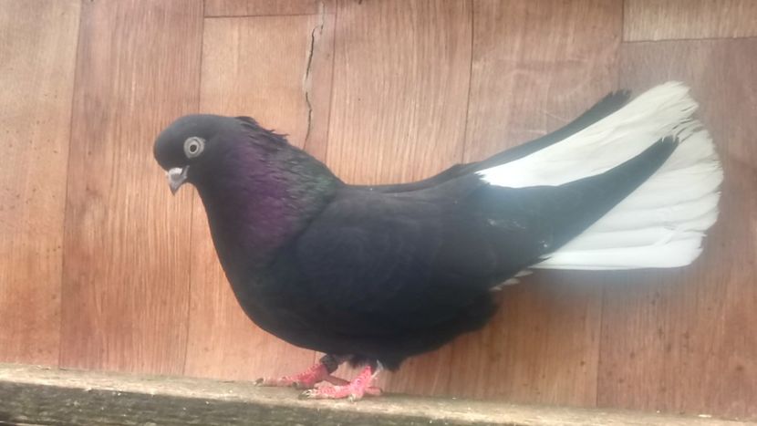  - De vânzare negri codalbi matcă 2018