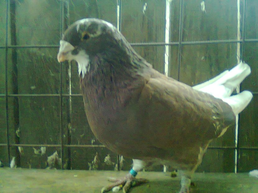 Fotografie0921 - Porumbei 2018 MASCULI