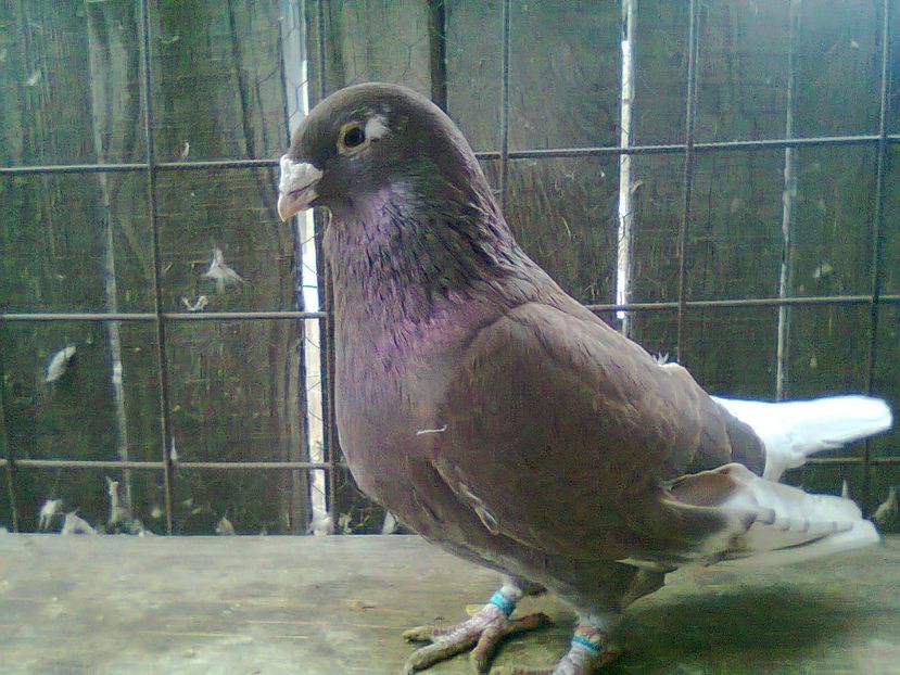 Fotografie0915 - Porumbei 2018 MASCULI