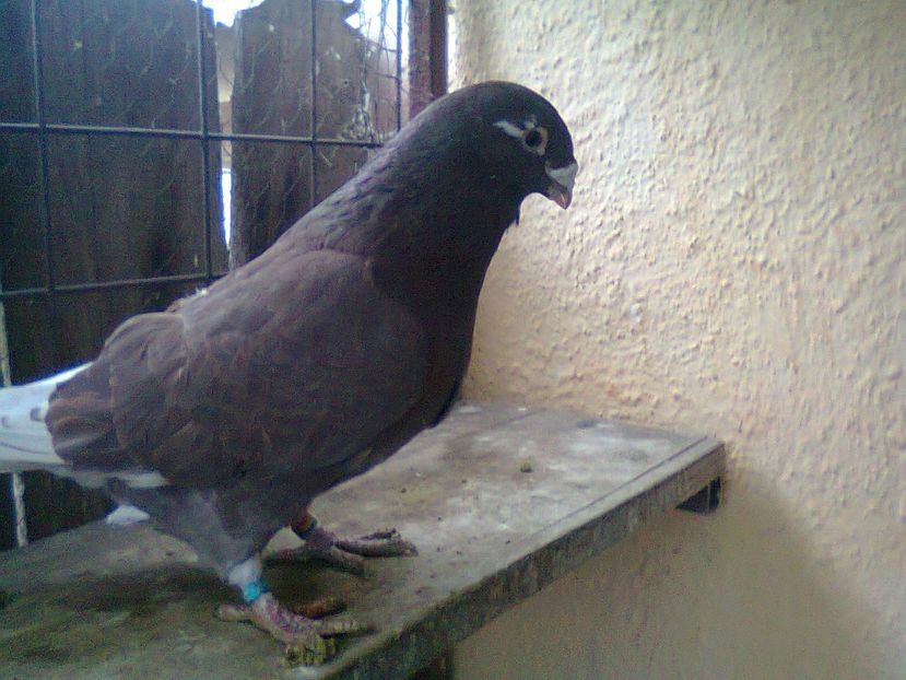 Fotografie0916 - Porumbei 2018 MASCULI