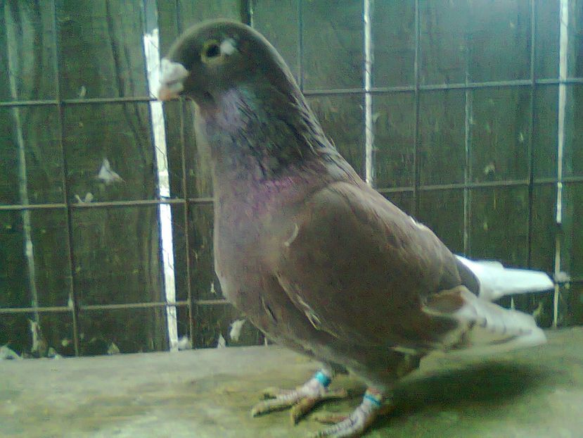 Fotografie0914 - Porumbei 2018 MASCULI