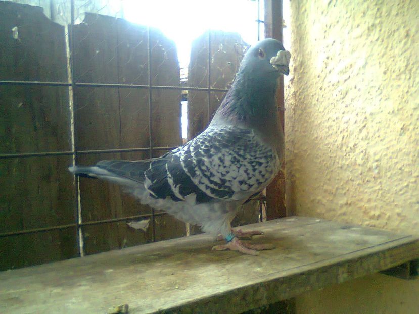 Fotografie0846 - Porumbei 2018 MASCULI