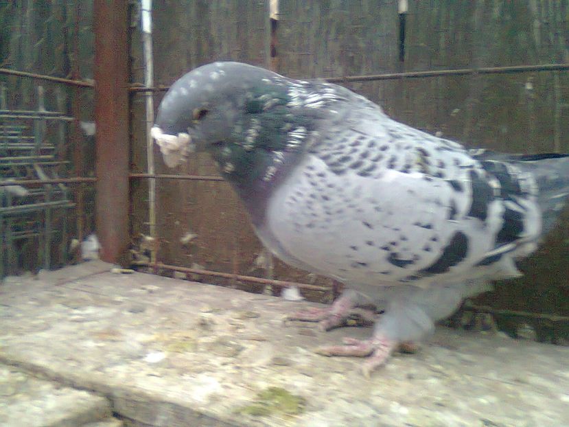 Fotografie0830 - Porumbei 2018 MASCULI