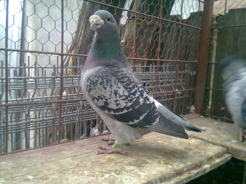 Fotografie0825 - Porumbei 2018 MASCULI