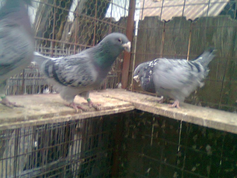 Fotografie0822 - Porumbei 2018 MASCULI