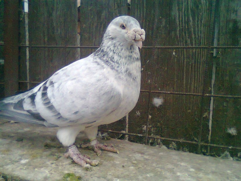 Fotografie0814 - Porumbei 2018 MASCULI