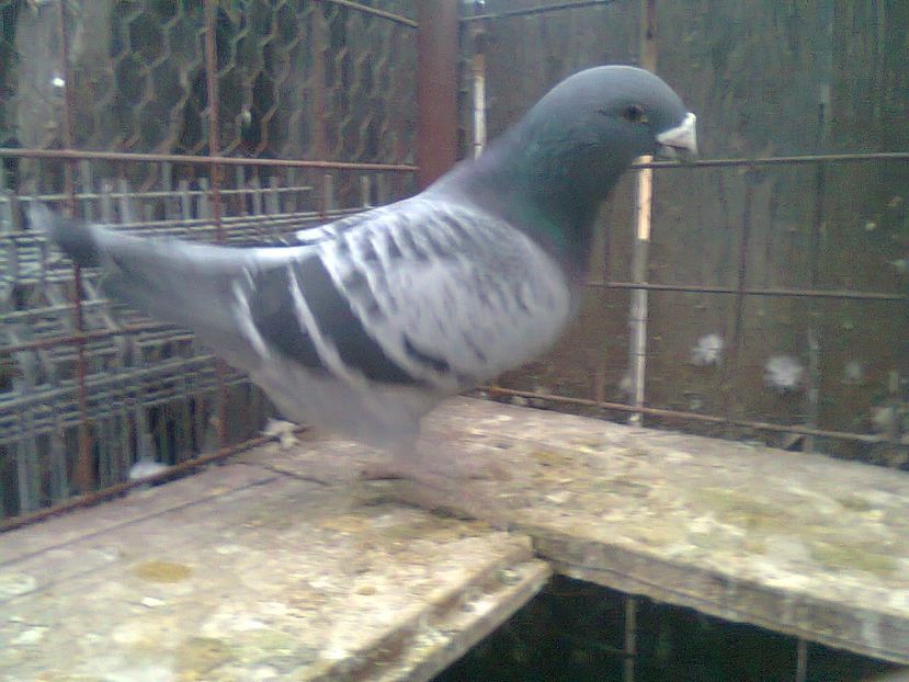 Fotografie1059 - Porumbei 2018 MASCULI