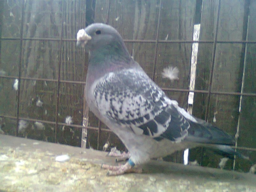 Fotografie0788 - Porumbei 2018 MASCULI