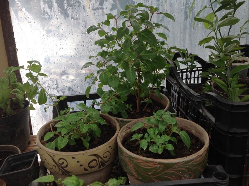  - Tăiere de igienizare fucsia