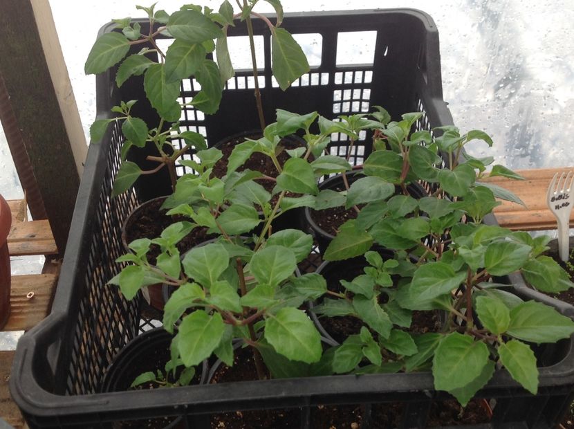 Butasi înrădăcinați in apa - Tăiere de igienizare fucsia