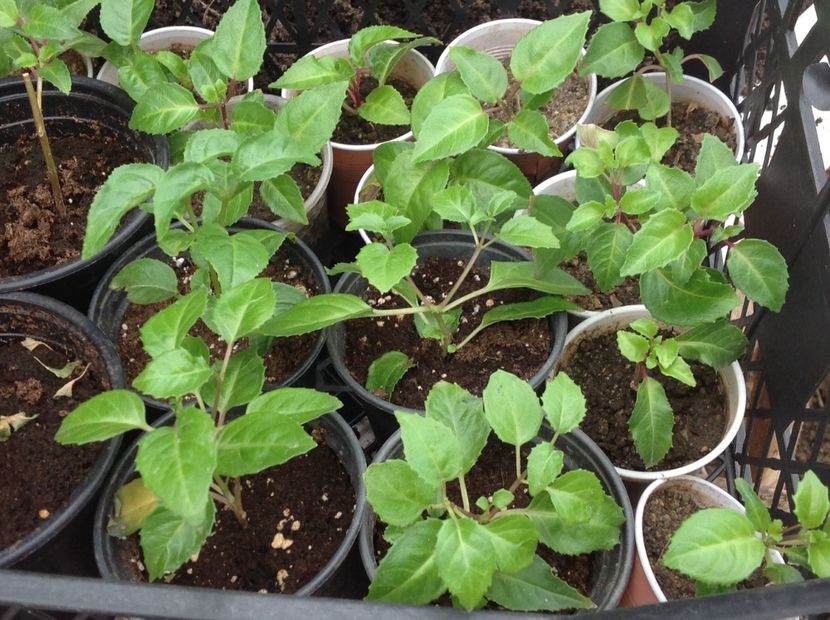 Butasi înrădăcinați in pământ - Tăiere de igienizare fucsia