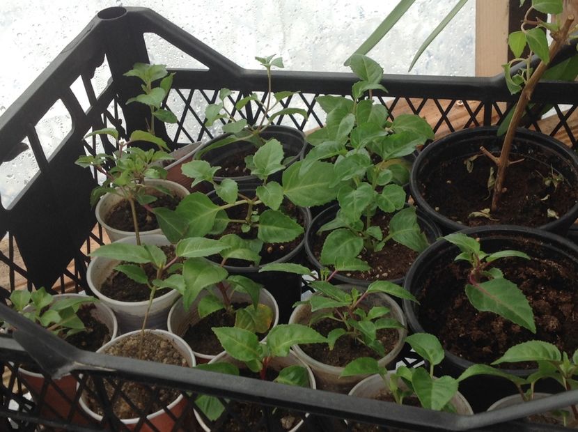 Butasi înrădăcinați in pământ - Tăiere de igienizare fucsia