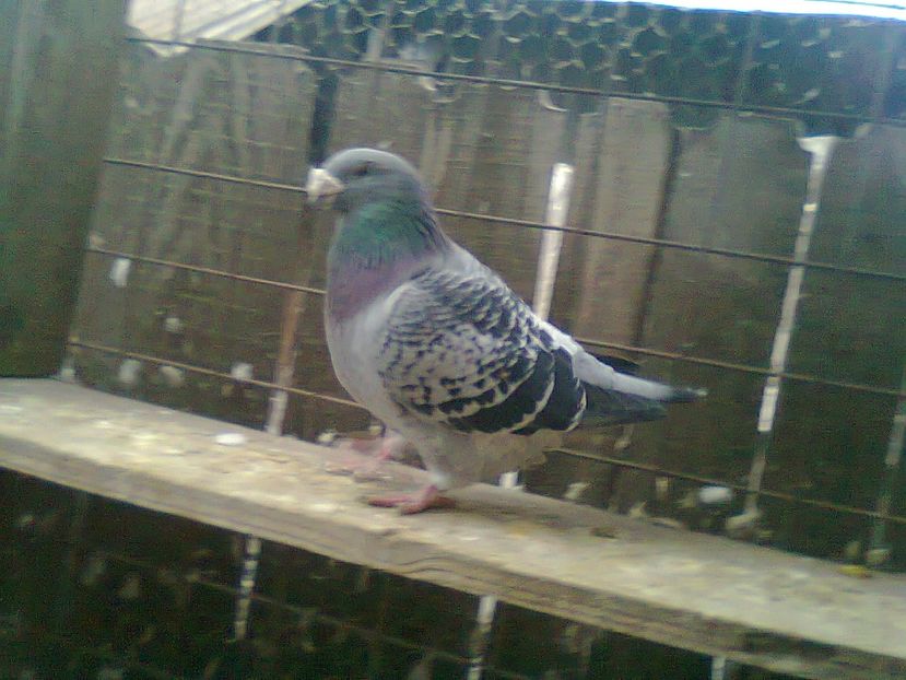 Fotografie0800 - Porumbei 2018 MASCULI