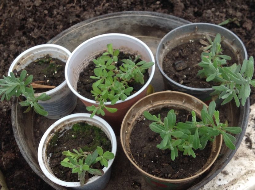  - Butasii de lavanda ciupiți