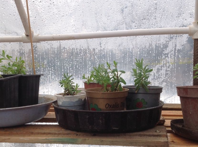  - Butasii de lavanda ciupiți