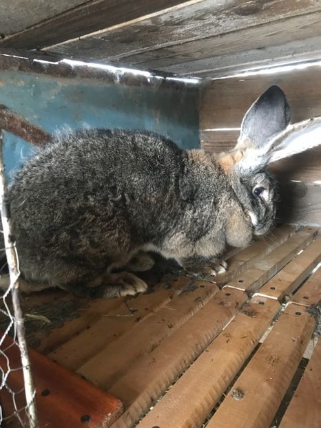 D685882E-145D-4CB4-B6E4-1AB96CD01DB4 - Iepuri