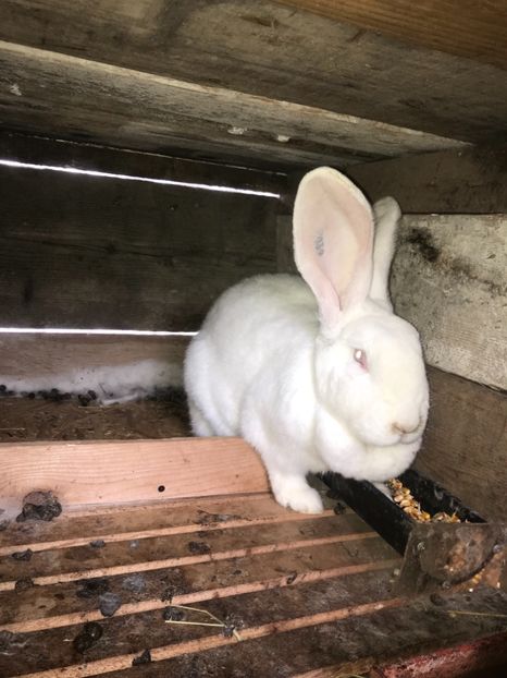 5679DB33-CEB4-4ED7-AC74-FAD18D216525 - Iepuri