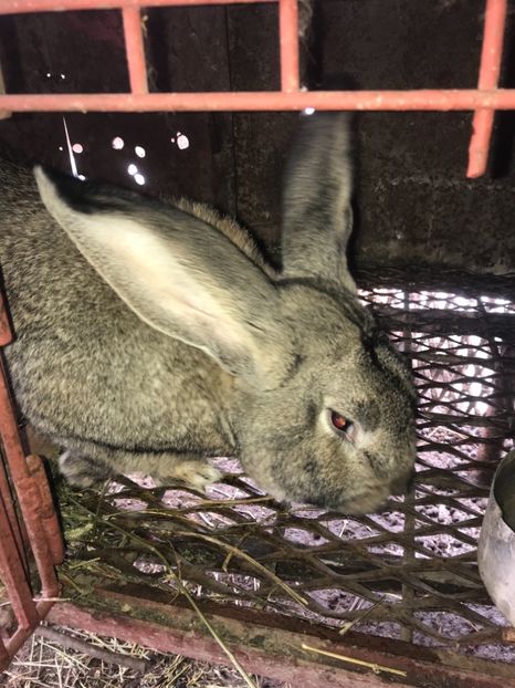 264BB5A1-0B11-47CF-B155-B6F331288A8E - Iepuri