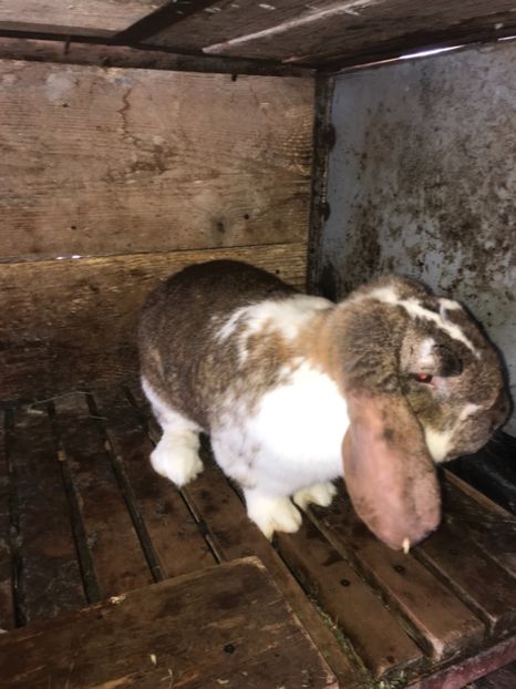 5FF3724A-B7A1-43DD-A2D2-59BB8F77D9A8 - Iepuri