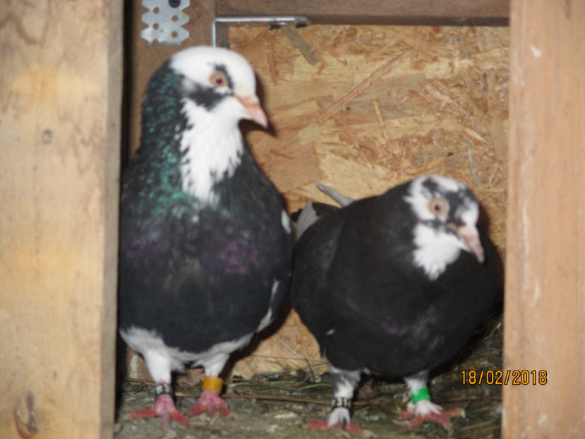  - 1 ROLLER DE BIRMINGHAM 2018