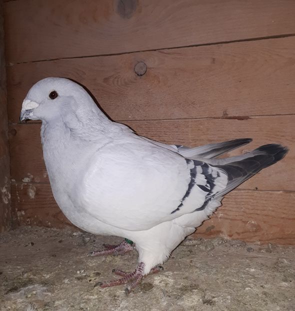 F   2013 - Femele 2018