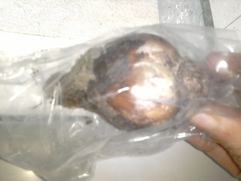 bulb himenocallis-(ismene festalis) - februarie 2o18