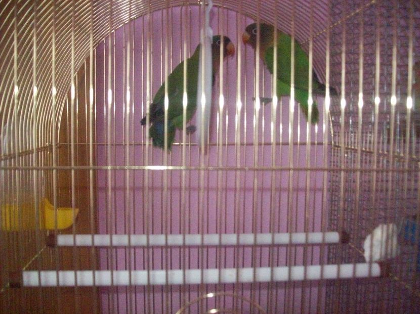  - Papagali Agapornis