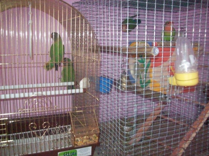  - Papagali Agapornis