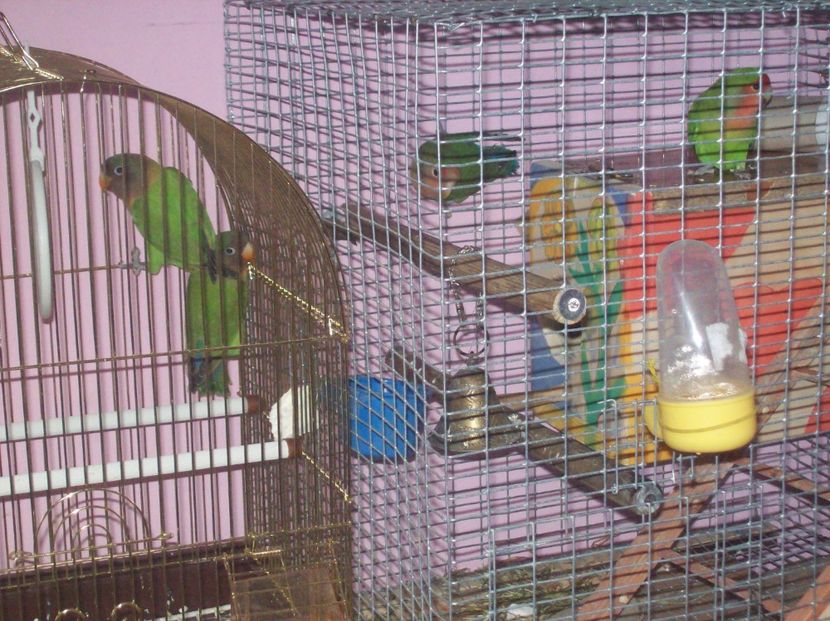  - Papagali Agapornis