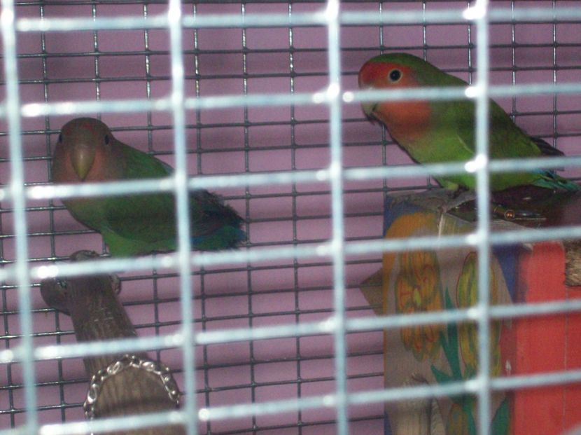  - Papagali Agapornis