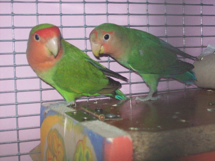  - Papagali Agapornis